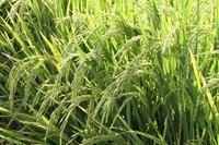 Produção de grãos na metade sul do Estado, campos de arroz em Alegrete