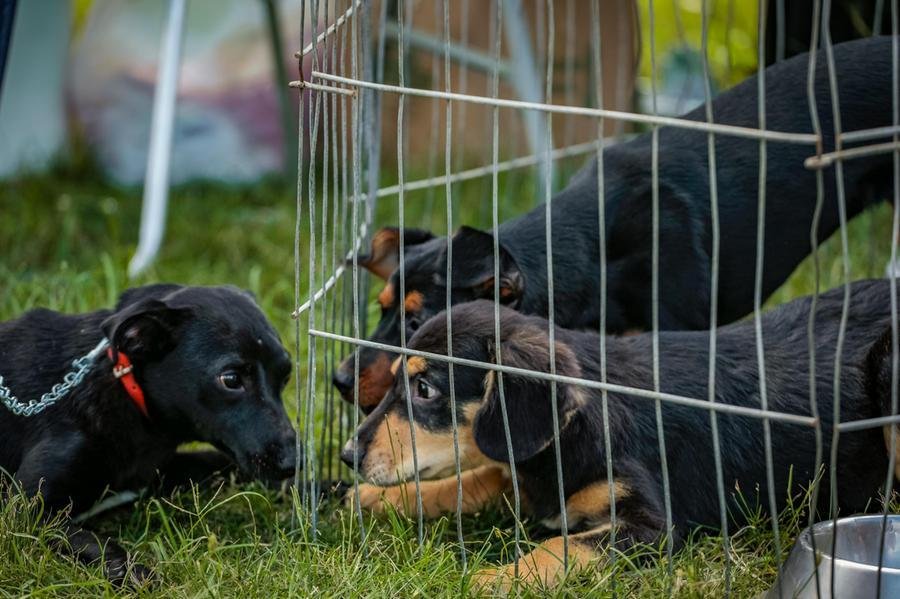 "Com estes dados temos melhores condi&ccedil;&otilde;es de saber onde devemos investir recursos e o que precisa ser refor&ccedil;ado, mudan&ccedil;as necess&aacute;rias que precisamos fazer&rdquo;, esclarece a secret&aacute;ria da Causa Animal, Patr&iacute;cia Martins