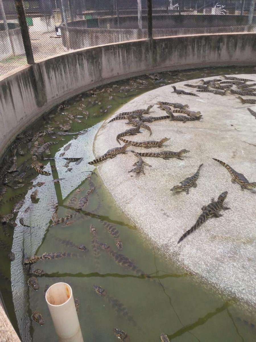 Carne de jacar&eacute; produzida na regi&atilde;o  Central do Brasil  chega ao Rio Grande  do Sul ap&oacute;s chancela  dos fiscais do Minist&eacute;rio da Agricultura e Pecu&aacute;ria, que conferem o selo de qualidade ao produto