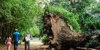 Um mês após o temporal que atingiu Porto Alegre, ainda é possível encontrar árvores caídas