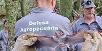 Equipes da Defesa Agropecuária à caça de morcegos herbívores em locais de detecção