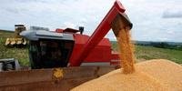 Para o milho, é esperada a produção de 5,24 milhões de toneladas, aumento de 40,3%