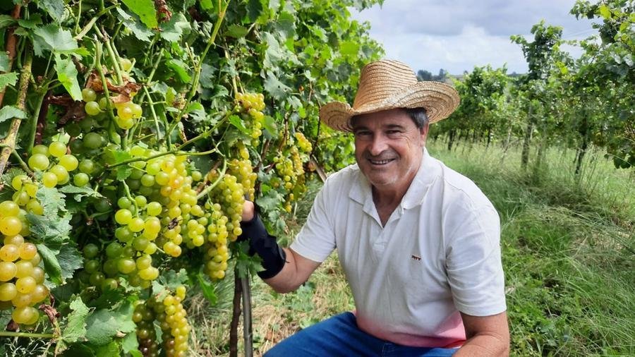 Ol&iacute;vio Maran cultiva uvas com base em conhecimentos ancestrais
