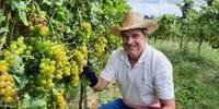 Olívio Maran cultiva uvas com base em conhecimentos ancestrais
