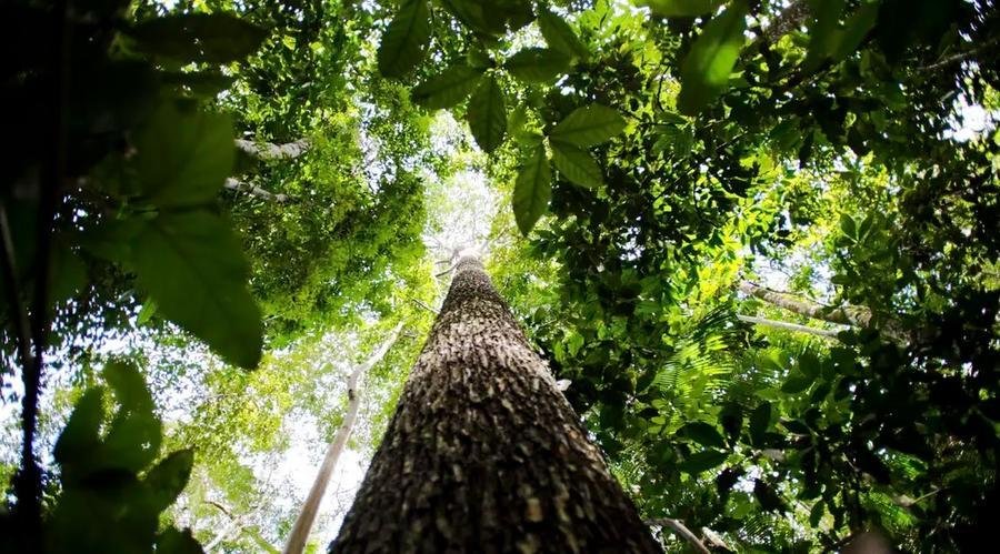 Bioeconomia &eacute; vantagem competitiva na transforma&ccedil;&atilde;o ecol&oacute;gica