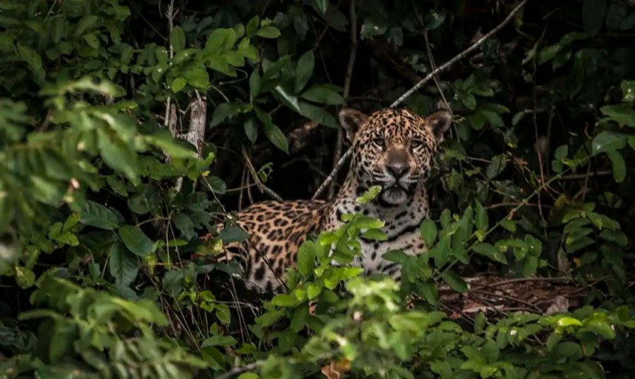 Pesquisadores, que se concentraram em esp&eacute;cies brasileiras em extin&ccedil;&atilde;o, ressaltam que o sucesso de sua utiliza&ccedil;&atilde;o tem rela&ccedil;&atilde;o com a disponibilidade de dados para treinamento do sistema