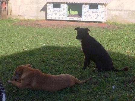 Susepe, que exaltava 'c&atilde;odom&iacute;nio' na Penitenci&aacute;ria de Charqueadas, agora &eacute; contra perman&ecirc;ncia de vira-latas