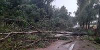 Quedas de árvores bloqueiam estradas em comunidades de Soledade