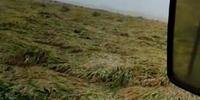 O vento provocou o acamamento das plantas nas lavouras de arroz no Sul do Estado