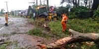 Diversos locais de Rio Grande registraram queda de árvores e postes