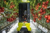 Empresa desenvolveu robô para a colheita de tomate cereja