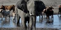 Turista de 79 anos morreu na Zâmbia em ataque de elefante