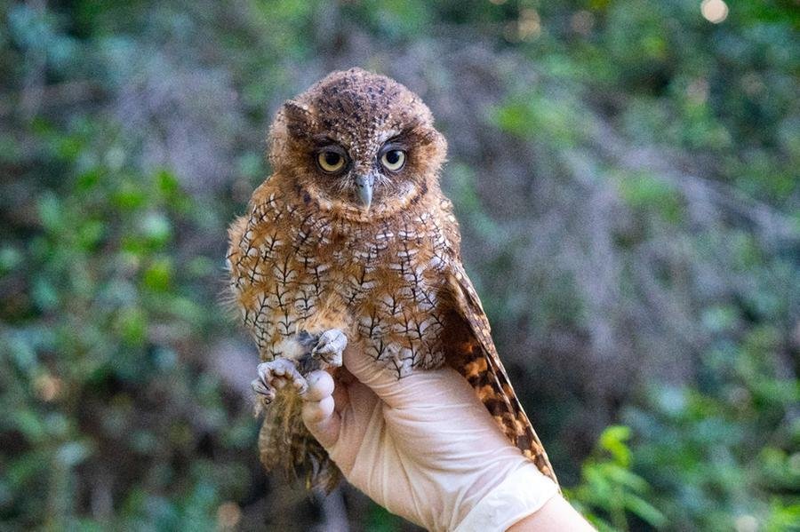 MiniZoo faz reabilita&ccedil;&atilde;o de esp&eacute;cies da fauna silvestre para o retorno &agrave; natureza