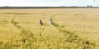 El Niño provocou atraso no plantio do arroz e estragos nas lavouras