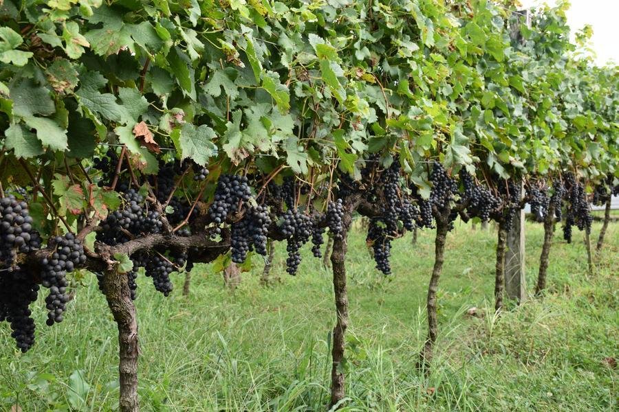 Evento ter&aacute; vinhedo experimental concebido para a colheita mecanizada