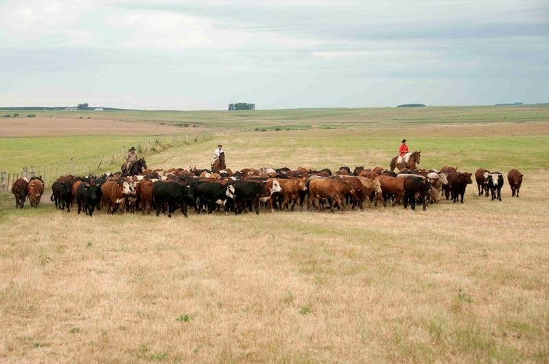 Com a chegada do outono, a qualidade das pastagens come&ccedil;a a cair e &eacute; reduzida a disponibilidade de animais terminados