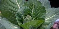 Couve é uma hortaliça de cor verde escura que promove vários benefícios para a saúde