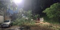 Em Itaqui uma árvore tombou na rua Osvaldo Aranha devido ao excesso de água infiltrada no solo