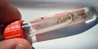 Equipes ampliam fiscalização de focos de larva do mosquito Aedes aegypti
