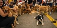 Protesto reuniu tutores no aeroporto de Brasília em defesa do tratamento digno durante o translado dos animais