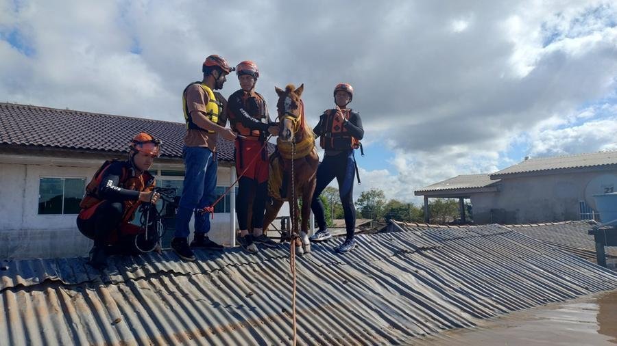 Animal foi sedado e conduzido em um bote para fora da &aacute;rea alagada