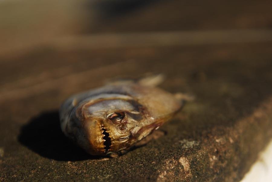 Animais aparecem mortos ap&oacute;s enchente hist&oacute;rica no Centro de Porto Alegre