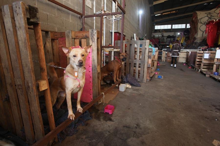Barrac&atilde;o est&aacute; abrigando animais v&iacute;timas da enchente