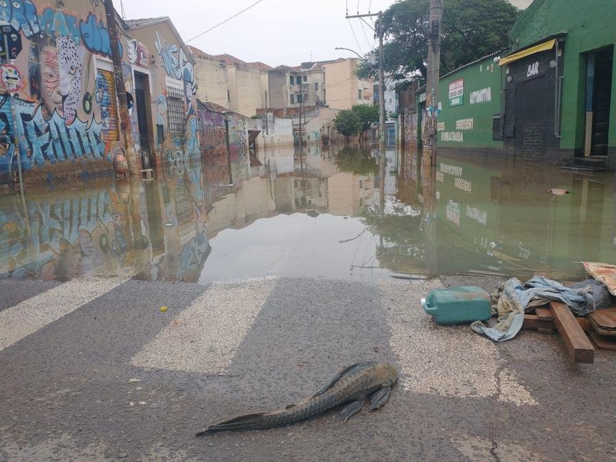 Peixes e lixo fazem parte da paisagem na Cidade Baia