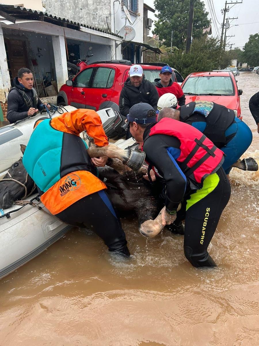 Grupo da Ufrgs se juntou a volunt&aacute;rios para resgatar animais de grande porte em &aacute;reas alagadas