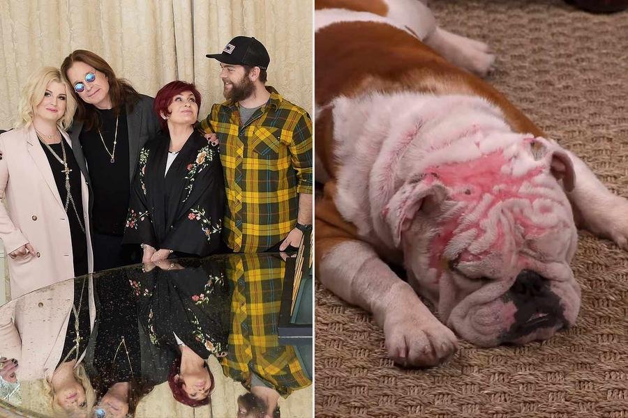 Sharon Osbourne, mulher de Ozzy, compartilhou detalhes do resgate do animal nas redes sociais