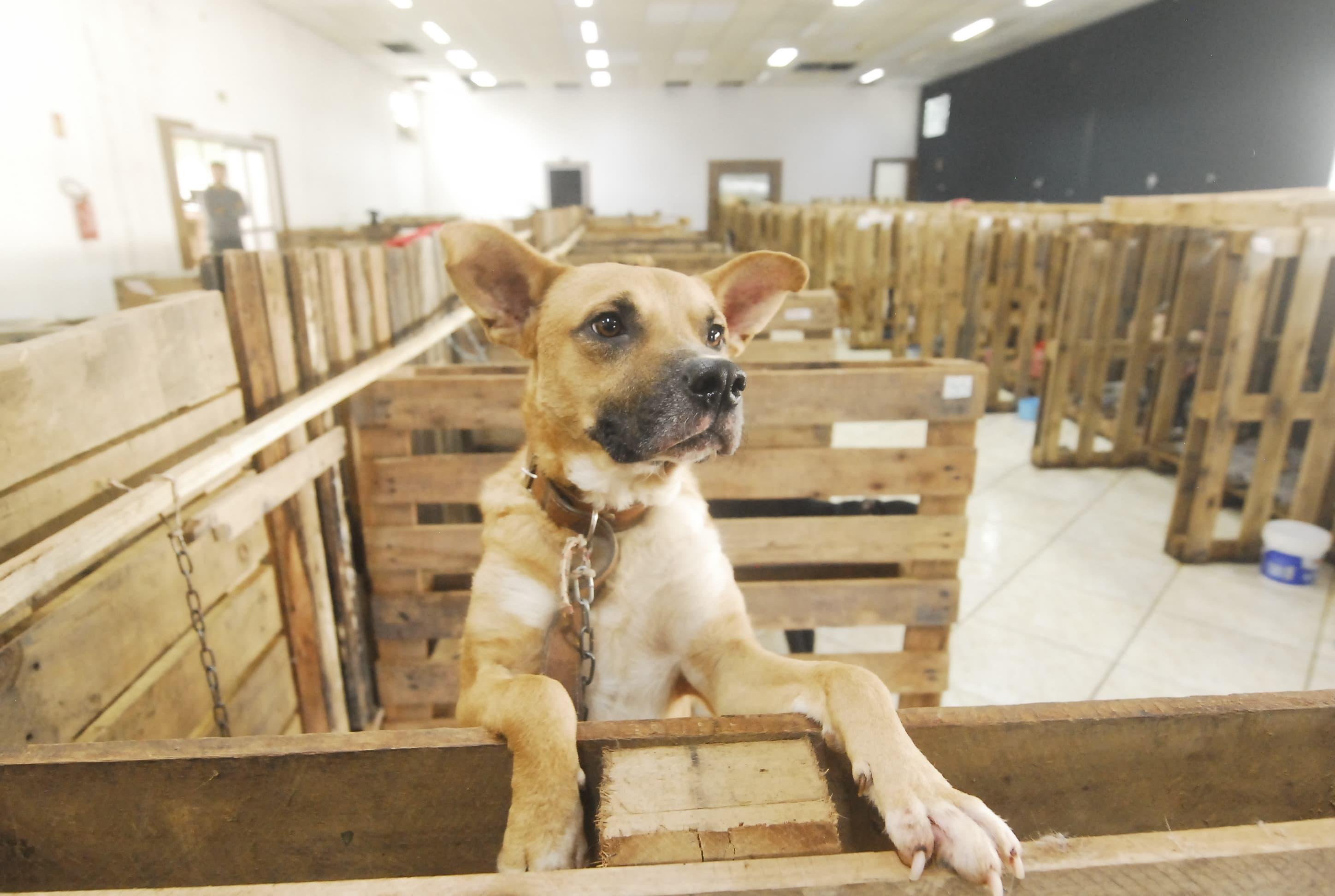 Projeto prev&ecirc; o pagamento de R$ 450 por animal adotado e cada pessoa poder&aacute; adotar at&eacute; dois animais
