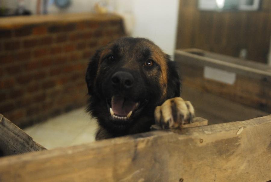 Estrutura ir&aacute; abrigar at&eacute; 2 mil animais de estima&ccedil;&atilde;o