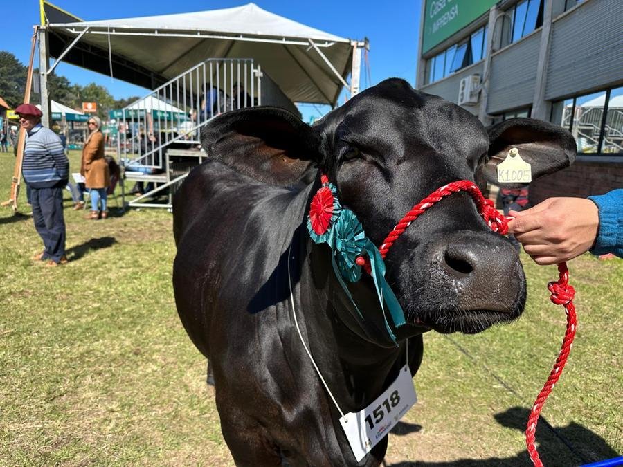 Taxa de inscri&ccedil;&atilde;o para participa&ccedil;&atilde;o da ra&ccedil;a Brangus na 47&ordf; Expointer ser&aacute; de R$ 150 por animal