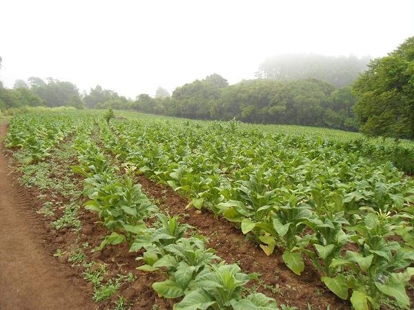 &Aacute;rea plantada de tabaco cresceu 7% na safra 2023/2024