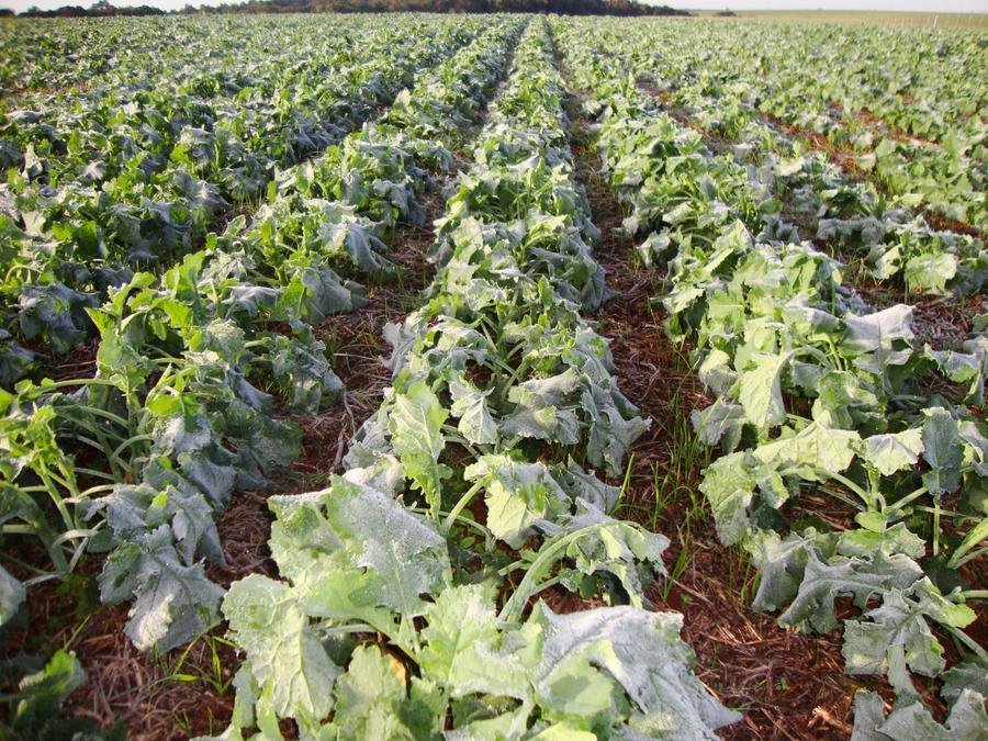 Cultivos de inverno, como a canola, podem ser prejudicados pelo clima