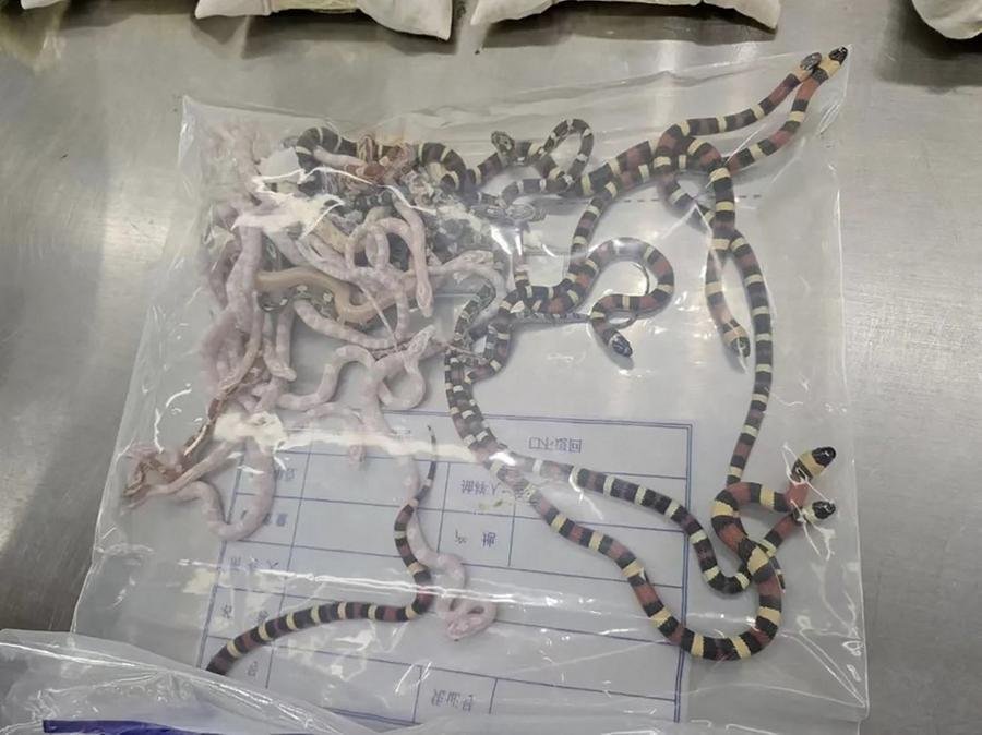 Agentes inspecionaram sacos pl&aacute;sticos transparentes cheios de cobras