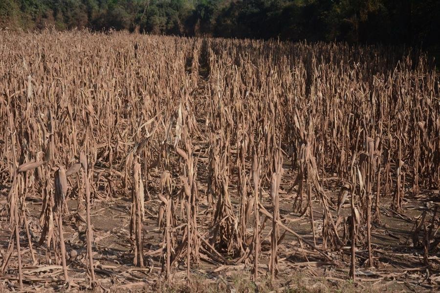 Medida provis&oacute;ria pretende atender reivindica&ccedil;&otilde;es de empreendimentos rurais ga&uacute;chos atingidos por fen&ocirc;menos clim&aacute;ticos