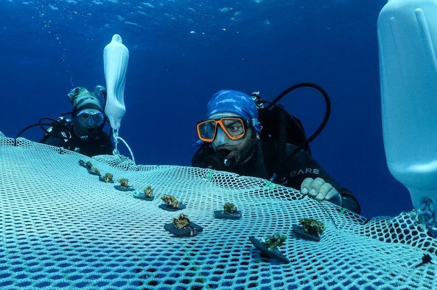 Tr&ecirc;s pesquisadores mergulharam nas &aacute;guas cristalinas do Chipre para instalar corais em um viveiro flutuante