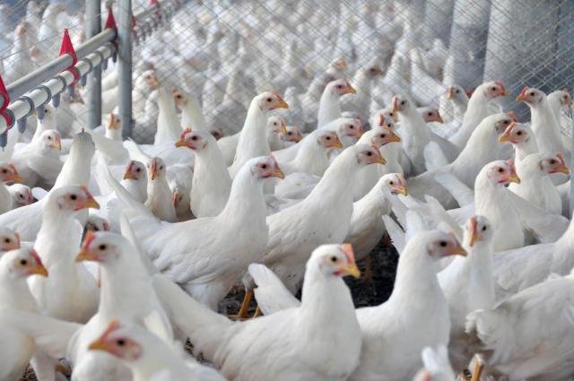 Autoridades garantem que consumo de produtos av&iacute;colas inspecionados permanece seguro