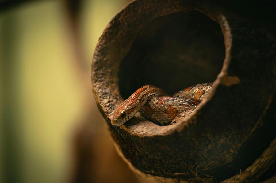 Cientistas apontam benef&iacute;cios na ingest&atilde;o de carne de cobra