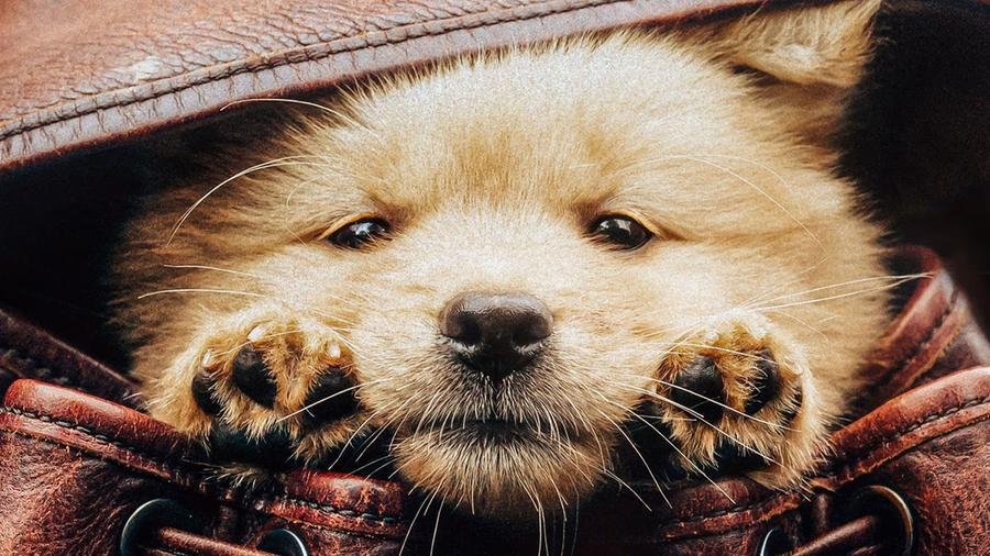O filme 'Hachiko: Para Sempre' apresenta a hist&oacute;ria de um cachorro da ra&ccedil;a Akita Inu, leal ao dono