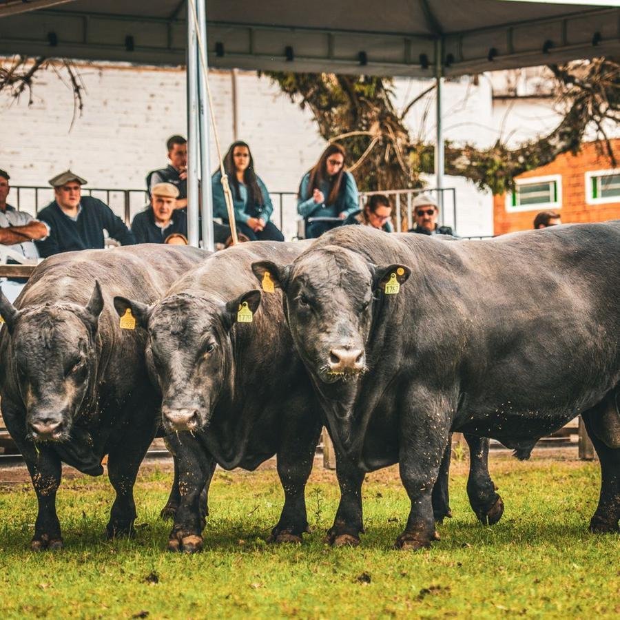 Evento ocorre at&eacute; domingo no Parque da Associa&ccedil;&atilde;o Rural de Pelotas