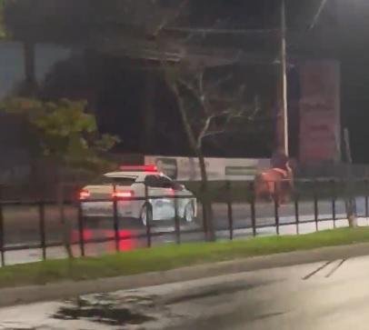 Cavalo morreu ap&oacute;s colidir contra ve&iacute;culo na zona Sul da Capital