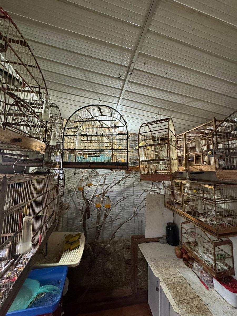 Animais estavam em uma resid&ecirc;ncia no bairro C&eacute;sar Santos