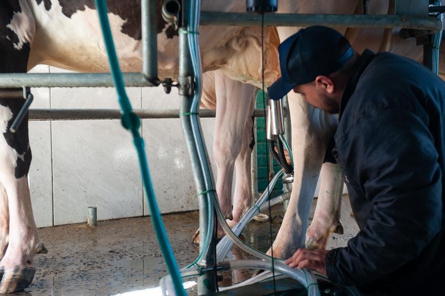 No pavilh&atilde;o do gado leiteiro, concurso avalia animais com maior produ&ccedil;&atilde;o na Expointer 2024
