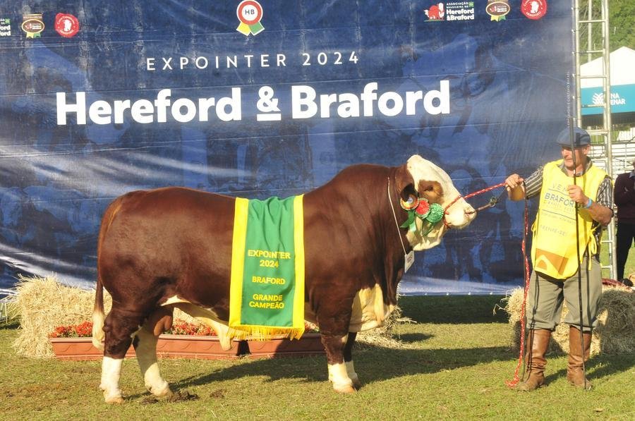 Camila Z15, grande campe&atilde;o Braford na 47&ordf; Expointer, tem dois anos de idade