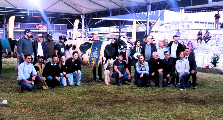 Vaca C.A.M Custodia Hotjob 156 da fam&iacute;lia Wallauer foi a grande campe&atilde; da ra&ccedil;a Holandesa
