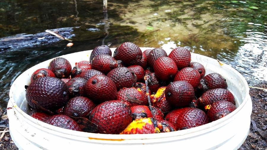 Buriti concentra vitaminas, sais minerais, fibras e diversos nutrientes em sua polpa