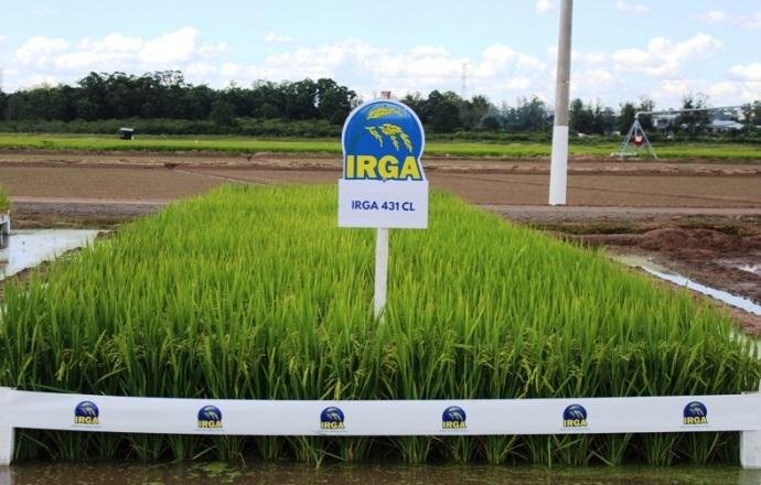 Cultiuvar do Irga est&aacute; entre as selecionadas