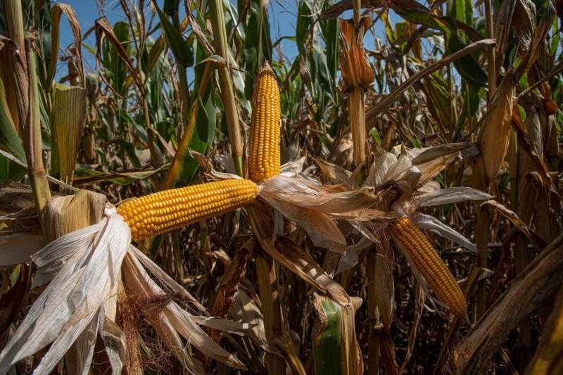 Estado oferece 44 variedades de sementes de milho h&iacute;brido convencional, milho transg&ecirc;nico e sorgo